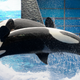 Illustration for article titled SeaWorld Cancels Inhumane Killer Whale Show, Announces New Killer Whale Show About Conservation